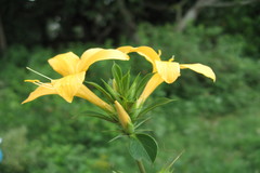 Barleria prionitis